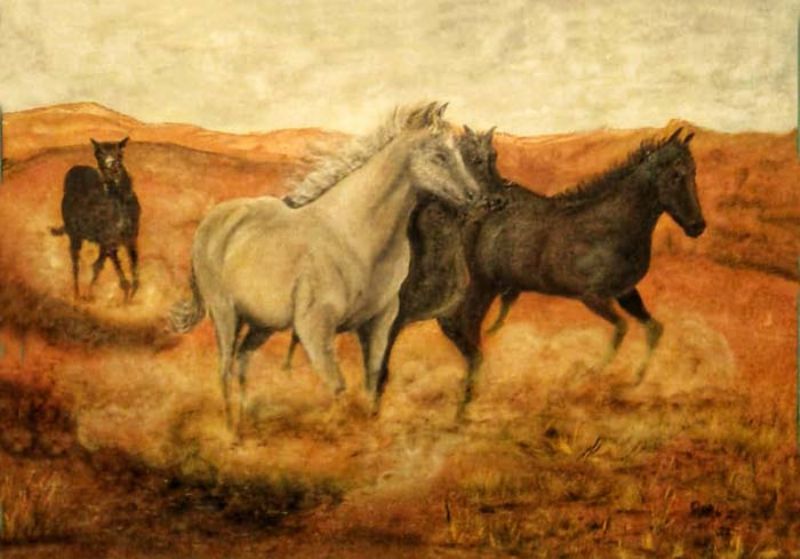 Cavalli liberi di Dory Z .
