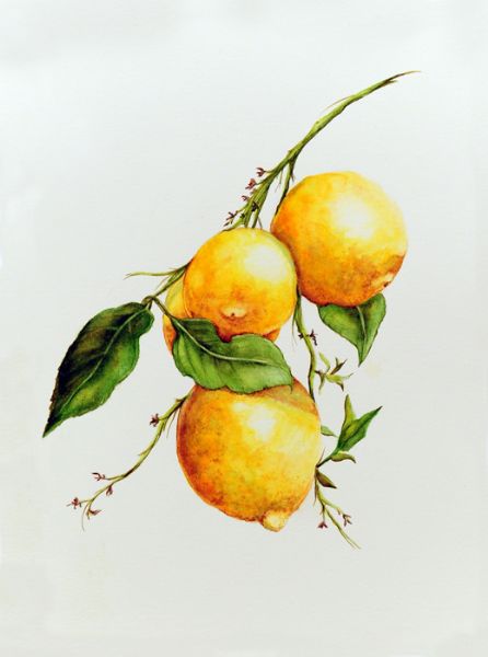Citrus Limon Charlotte di Roncaglia Annarita