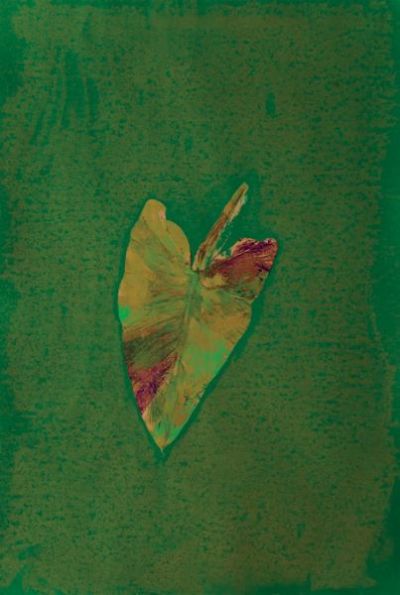 Verde calla - monotipo