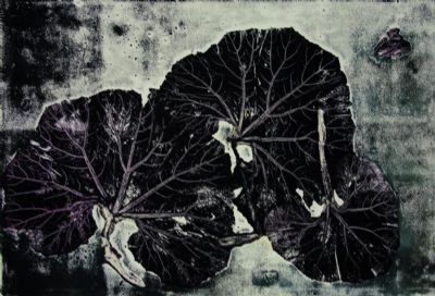 Rumex obtusifolius alpino 