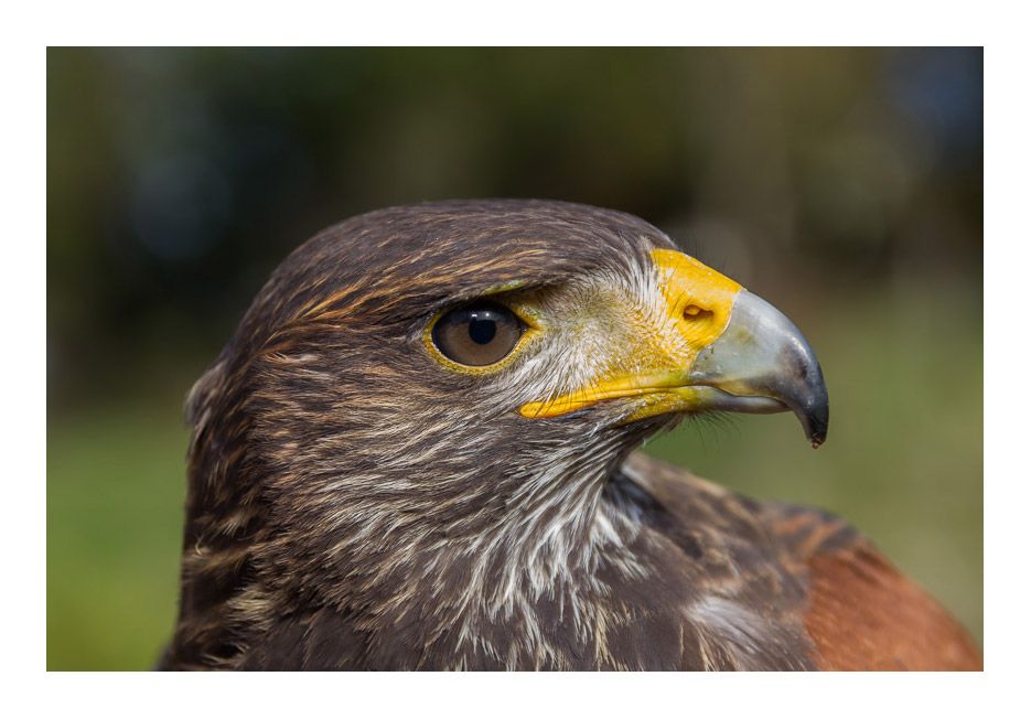 Thor-Poiana del Deserto-Montecchio